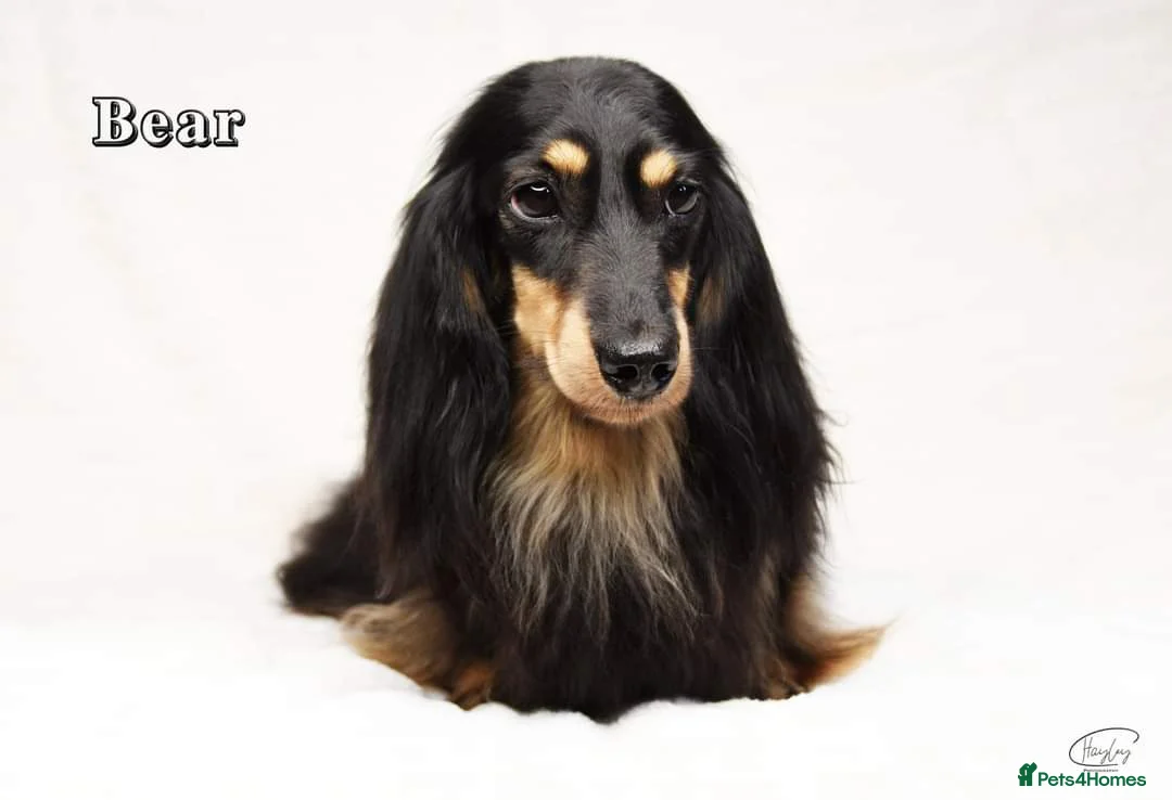 Miniature Dachshund dogs for stud: Black and Cream Longhair Miniature Boy - PRA Clear in Rochford - Advert 6