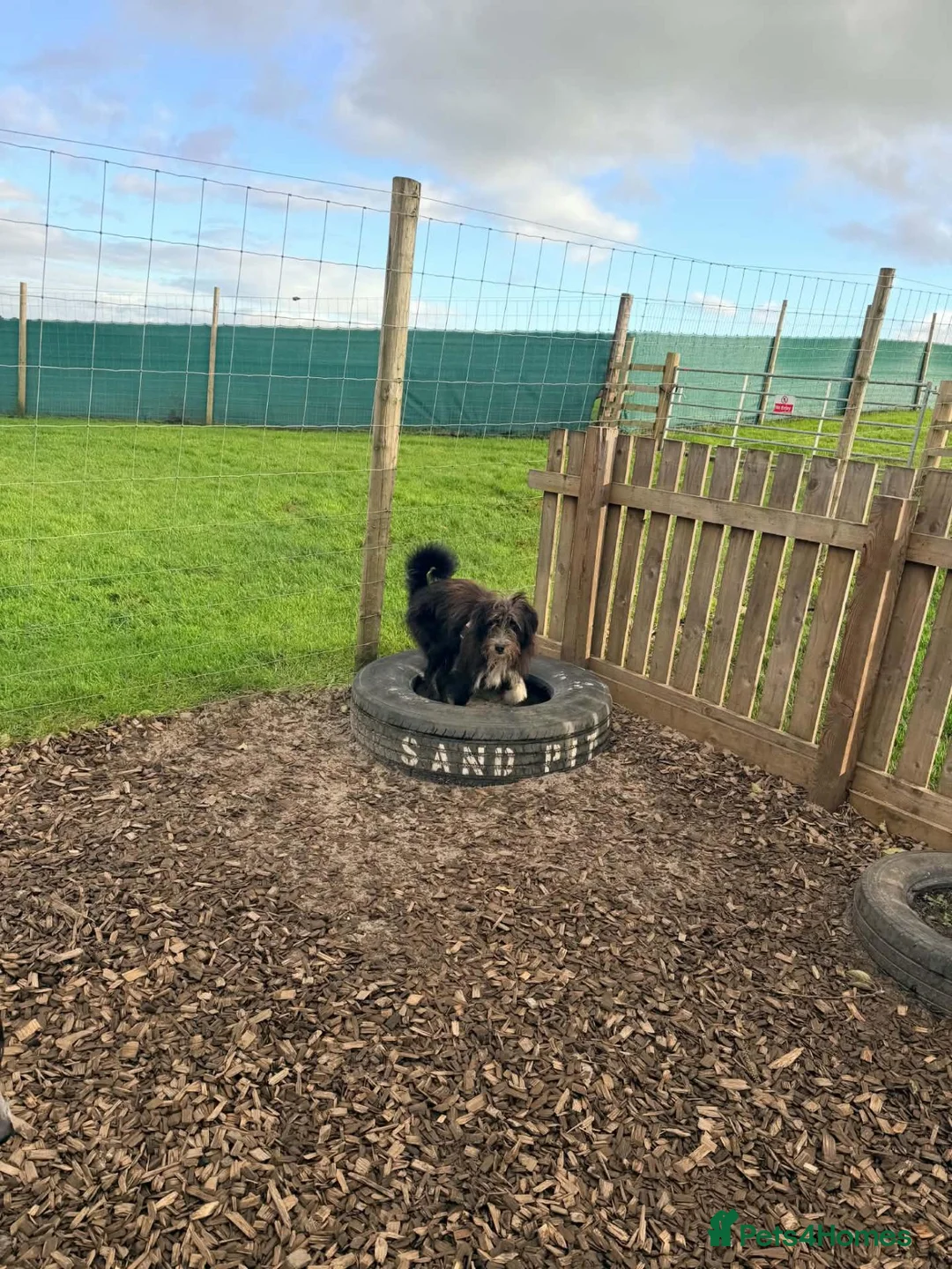 Mixed Breed dogs for adoption: Wolfie in Paisley - Advert 5