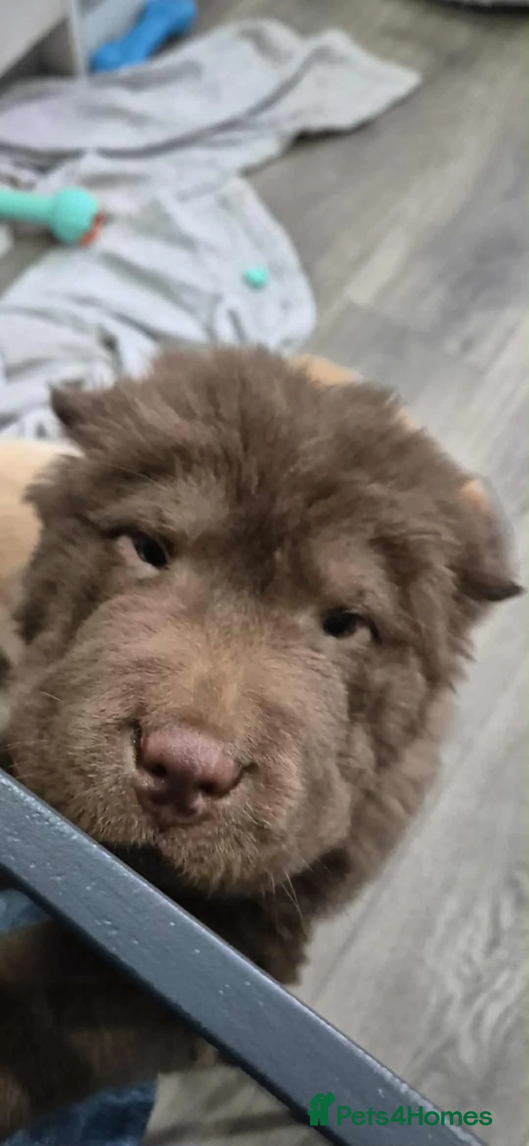 Chow Chow dogs for sale: Stunning genes chow chow pup  - Advert 4