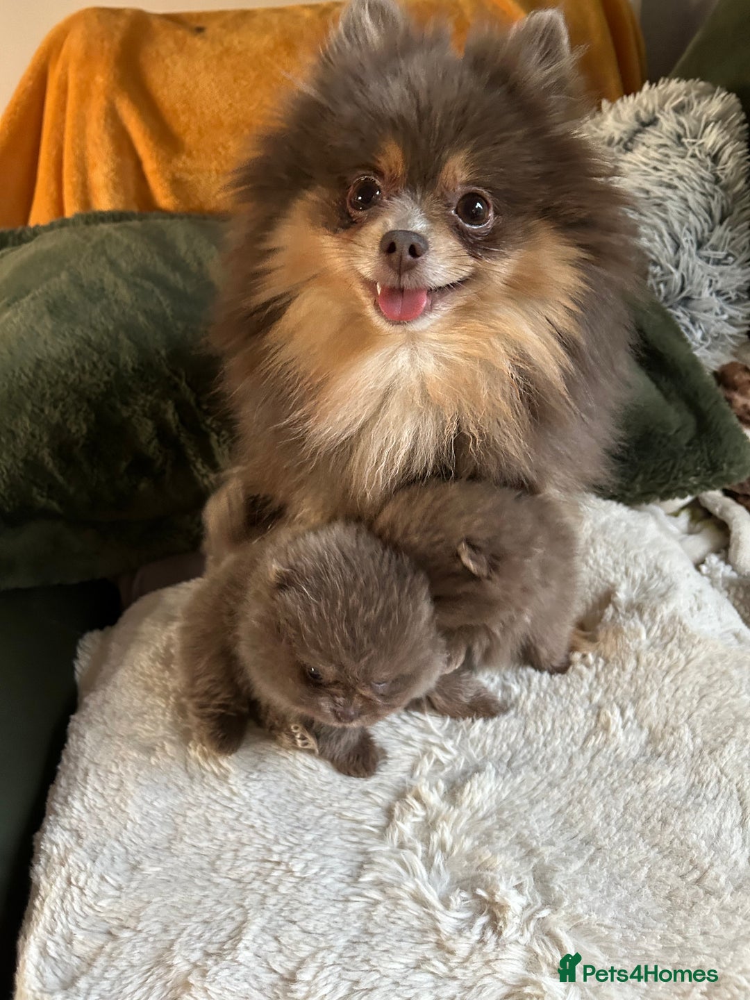 Pomeranian dogs for sale: Rare lavender Pomeranian puppy’s  - Advert 1