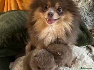 Pomeranian dogs Rare lavender Pom male - Advert 12