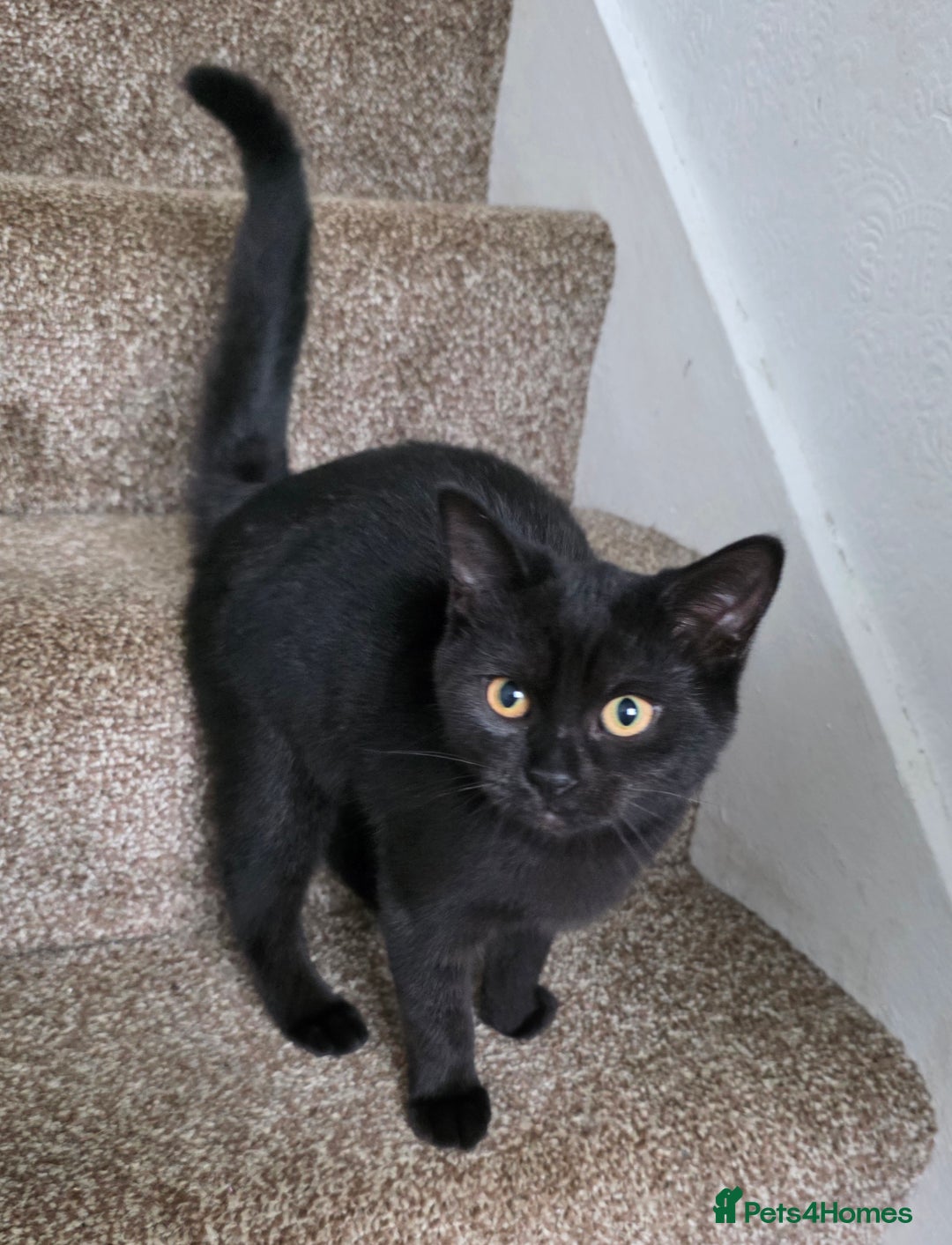 Mixed Breed cats for sale: LEFT ONE GIRL Beautiful Mixed British SH Kitten - Image 4