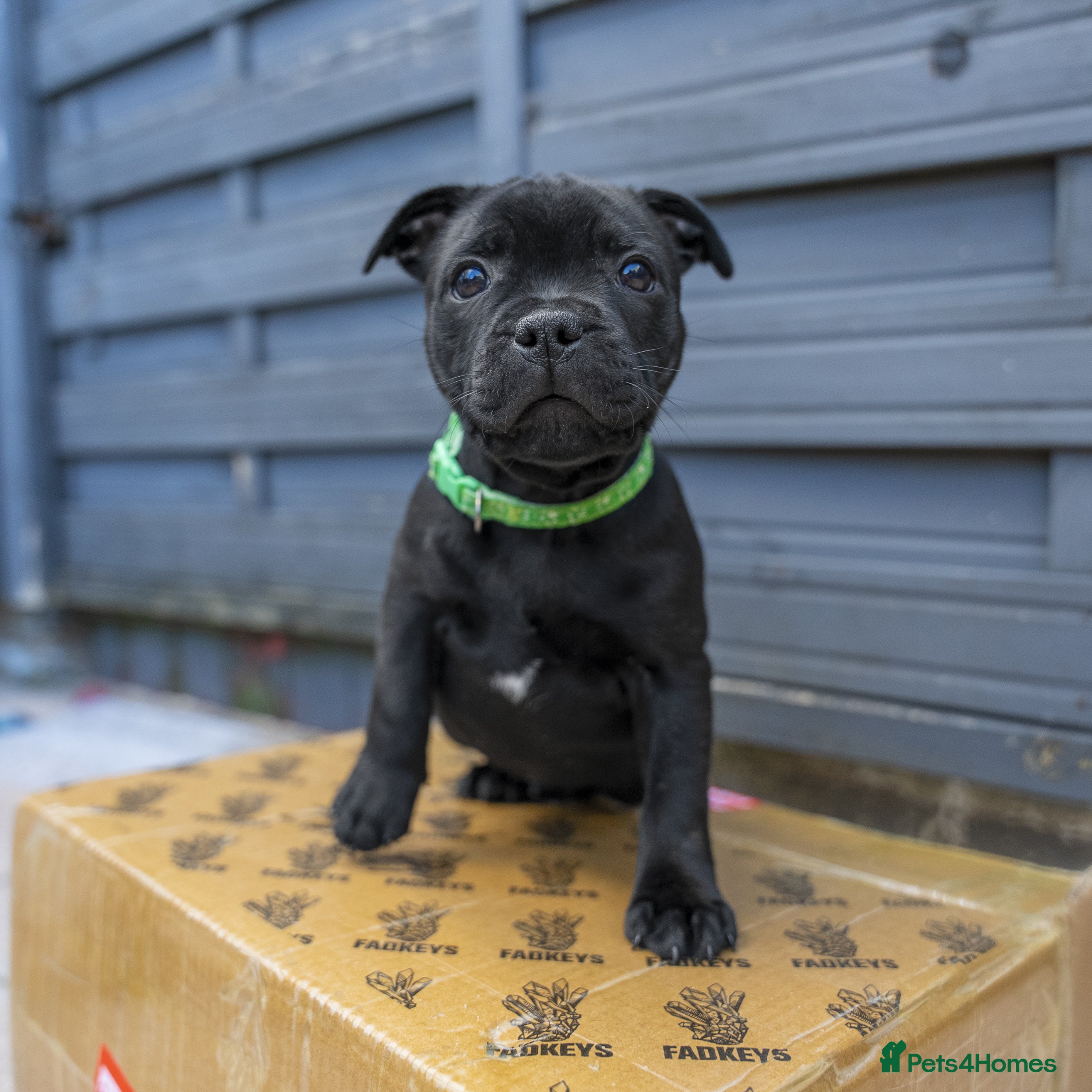 Staffordshire Bull Terrier dogs Blue & Black KC Staffie Puppies - Champ Bloodline - Advert 2