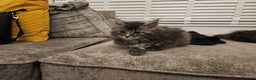 Maine Coon cats for sale: 1 female Maine coons ready to leave now  - Advert 12