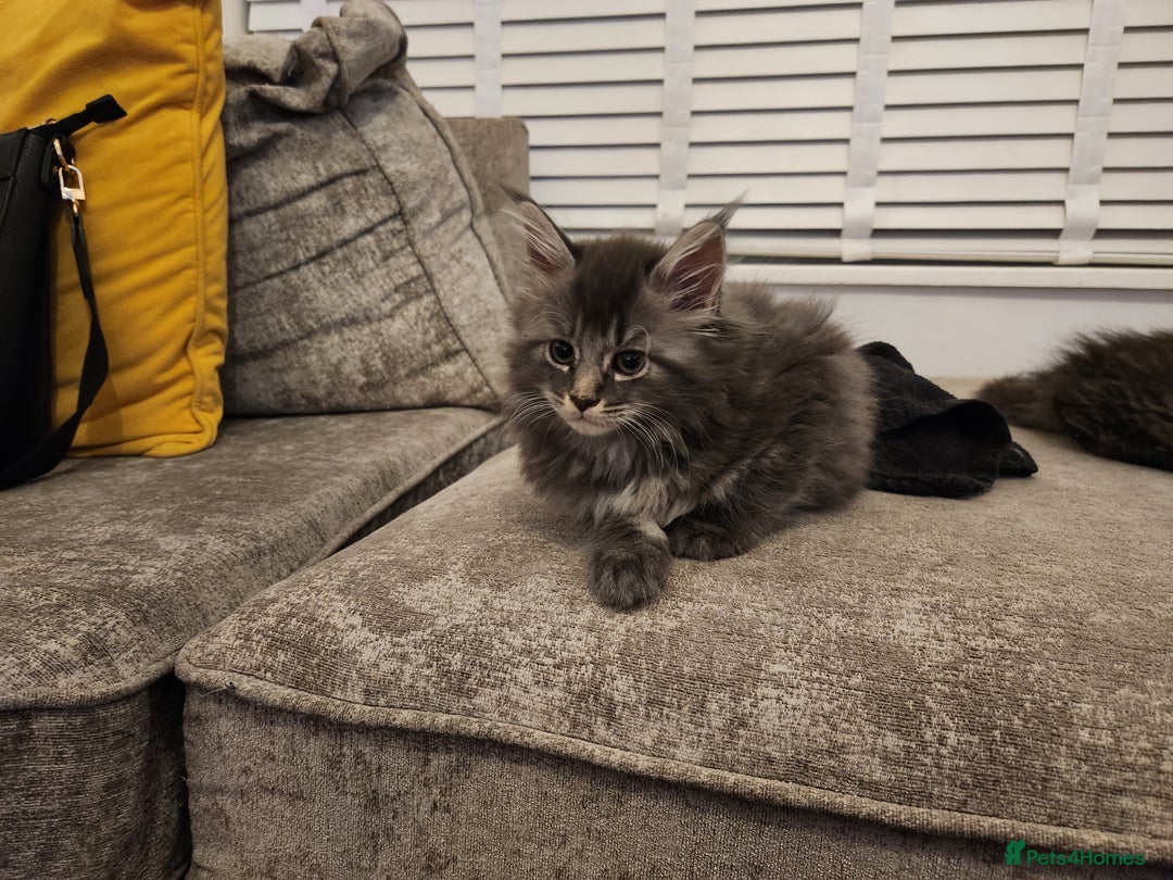 Maine Coon cats for sale: 1 female Maine coons ready to leave now  - Advert 12