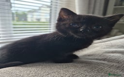 British Shorthair cats for sale: 4 Beautiful kittens - Image 11