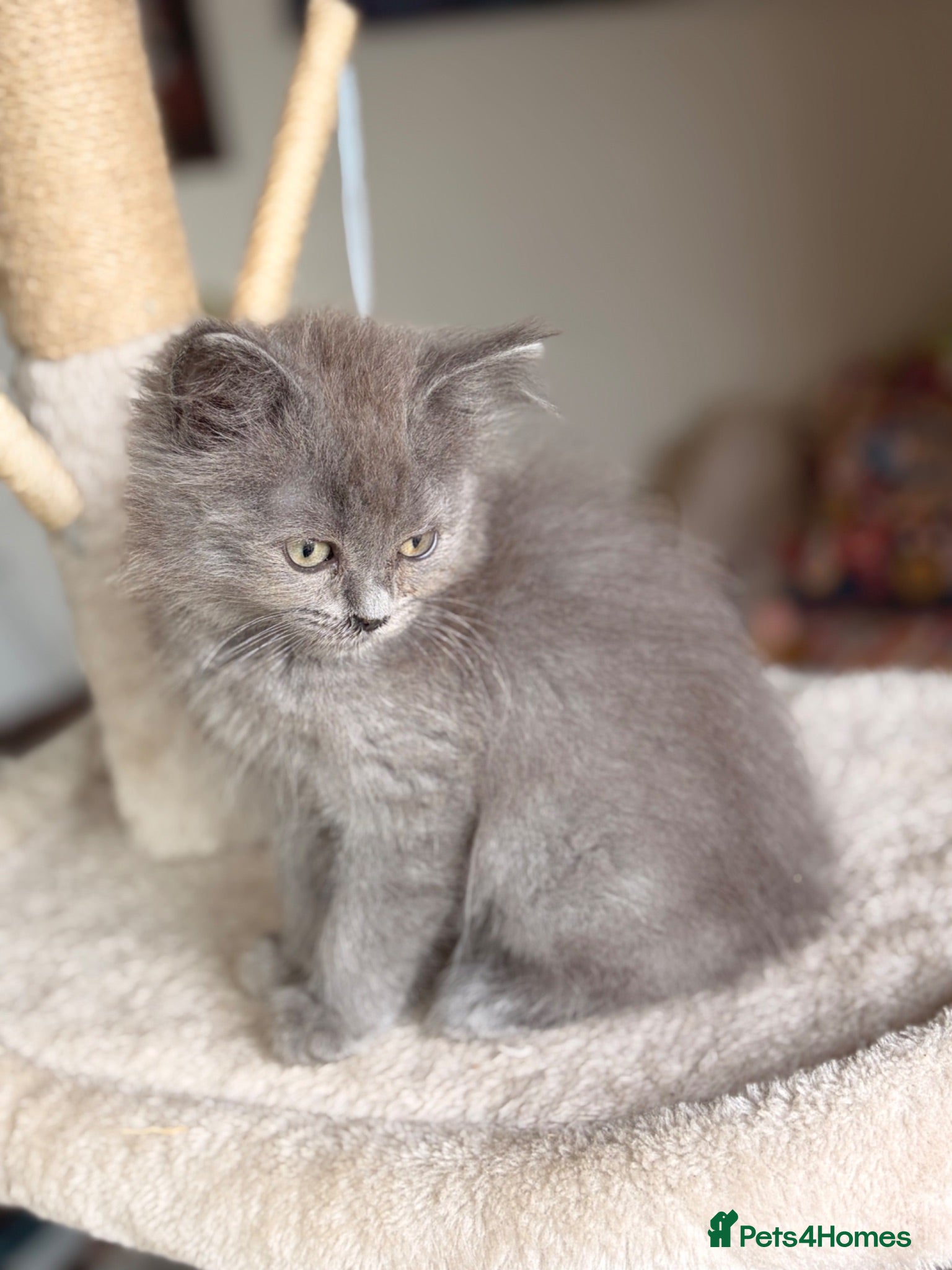 British Longhair cats Gorgeous British Long Hair X Ragdoll kittens  - Advert 2