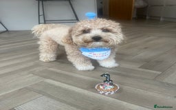Cavapoo dogs for sale: ❤️ F1 Poochons due November ❤️  - Image 16