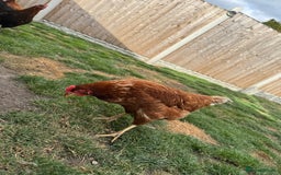 Chickens poultry for sale: Warren hen  - Image 2