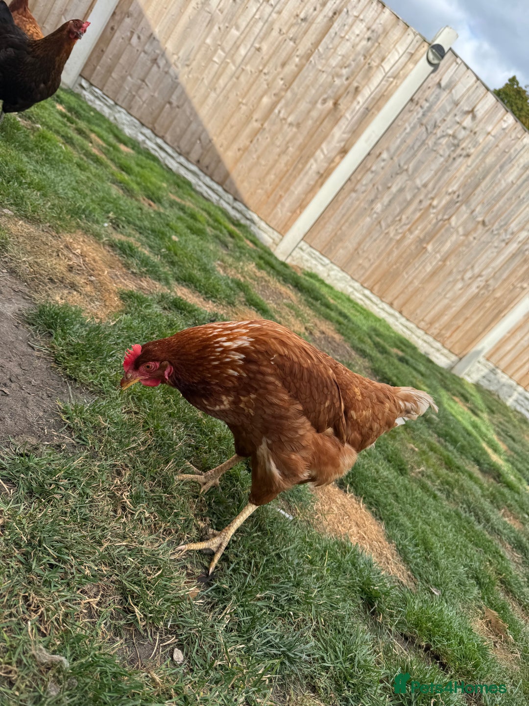 Chickens poultry for sale: Warren hen  - Image 2