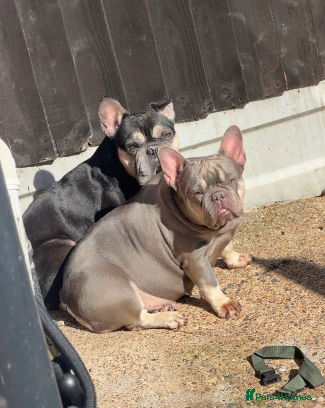 French Bulldog dogs for sale: Beautiful French bulldog puppies  in Stanford-le-Hope - Advert 2