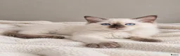 Ragdoll cats for sale: GCCF Ragdoll Kittens - Fully Vacc & Health Checked - Advert 8