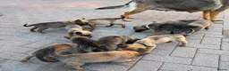 Belgian Shepherd Dog dogs for sale: BELGIAN MALINOIS PUPPIES – READY NOW! Birmingham - Advert 2