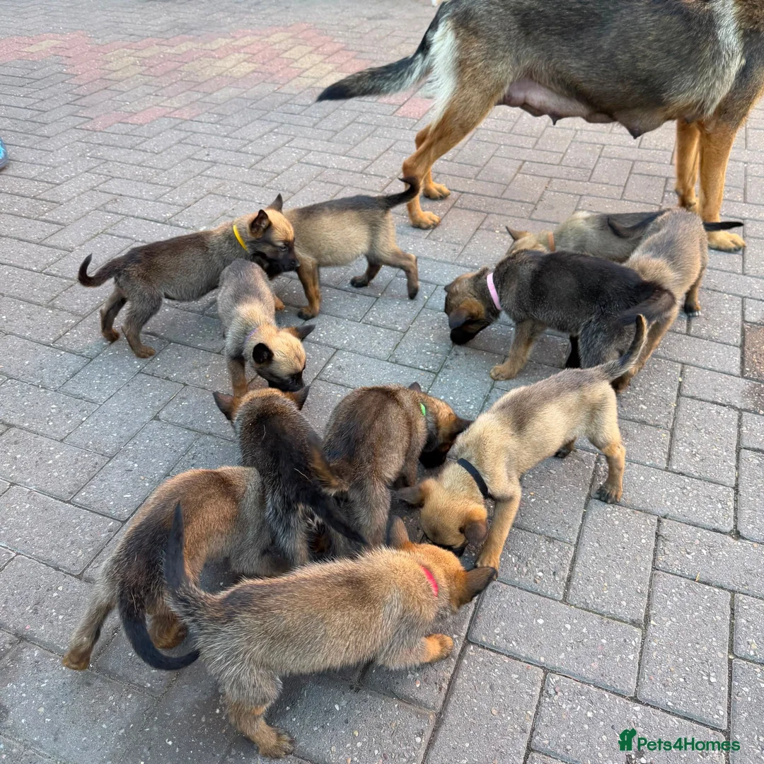 Belgian Shepherd Dog dogs for sale: BELGIAN MALINOIS PUPPIES – READY NOW! Birmingham - Advert 2
