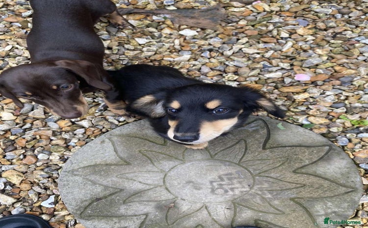 Miniature Dachshund dogs - Advert 4