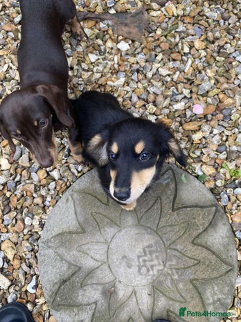 Miniature Dachshund dogs - Advert 4