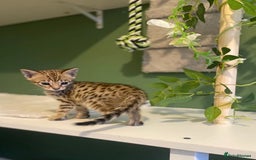 Savannah cats for sale: KIWANGA PEDIGREE F3 SAVANNAH KITTENS  - Image 18