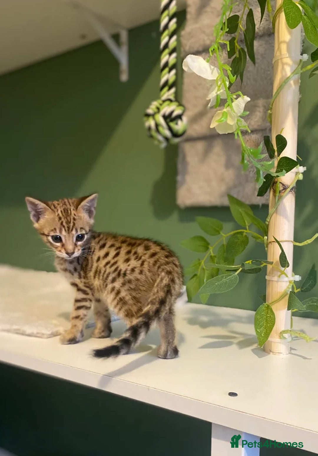 Savannah cats for sale: KIWANGA PEDIGREE F3 SAVANNAH KITTENS  - Image 18
