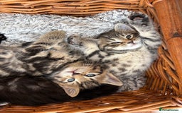 Maine Coon cats for sale: 1/2 Maine Coon kittens - Cardiff - Image 4