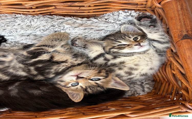 Maine Coon cats - Advert 1