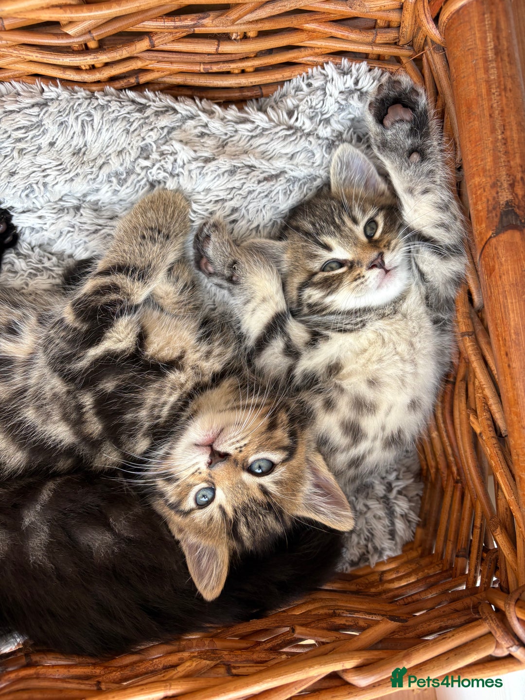 Maine Coon cats for sale: 1/2 Maine Coon kittens - Cardiff - Image 4