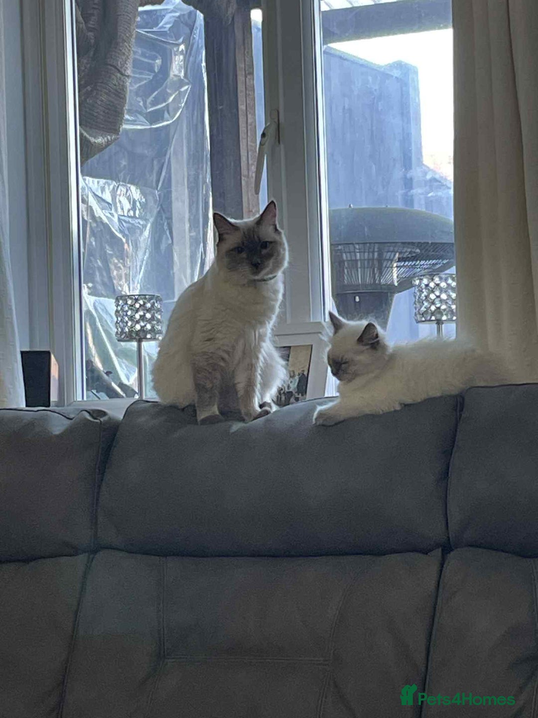 Ragdoll cats for sale: Female ragdoll kitten - Advert 5