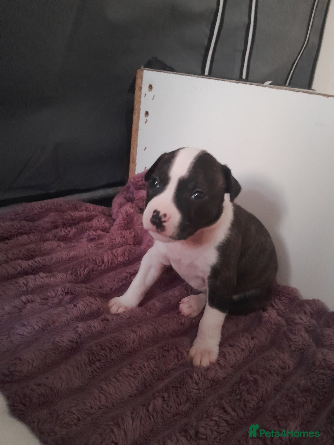 Staffordshire Bull Terrier dogs for sale: Staffordshire bull terrier puppies - Advert 9