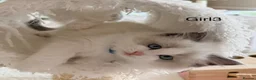 Ragdoll cats for sale: Stunning champion line Ragdoll kittens - Advert 14