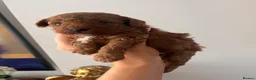 Toy Poodle dogs for sale: Red toy poodle puppies  in Nottingham - Advert 10