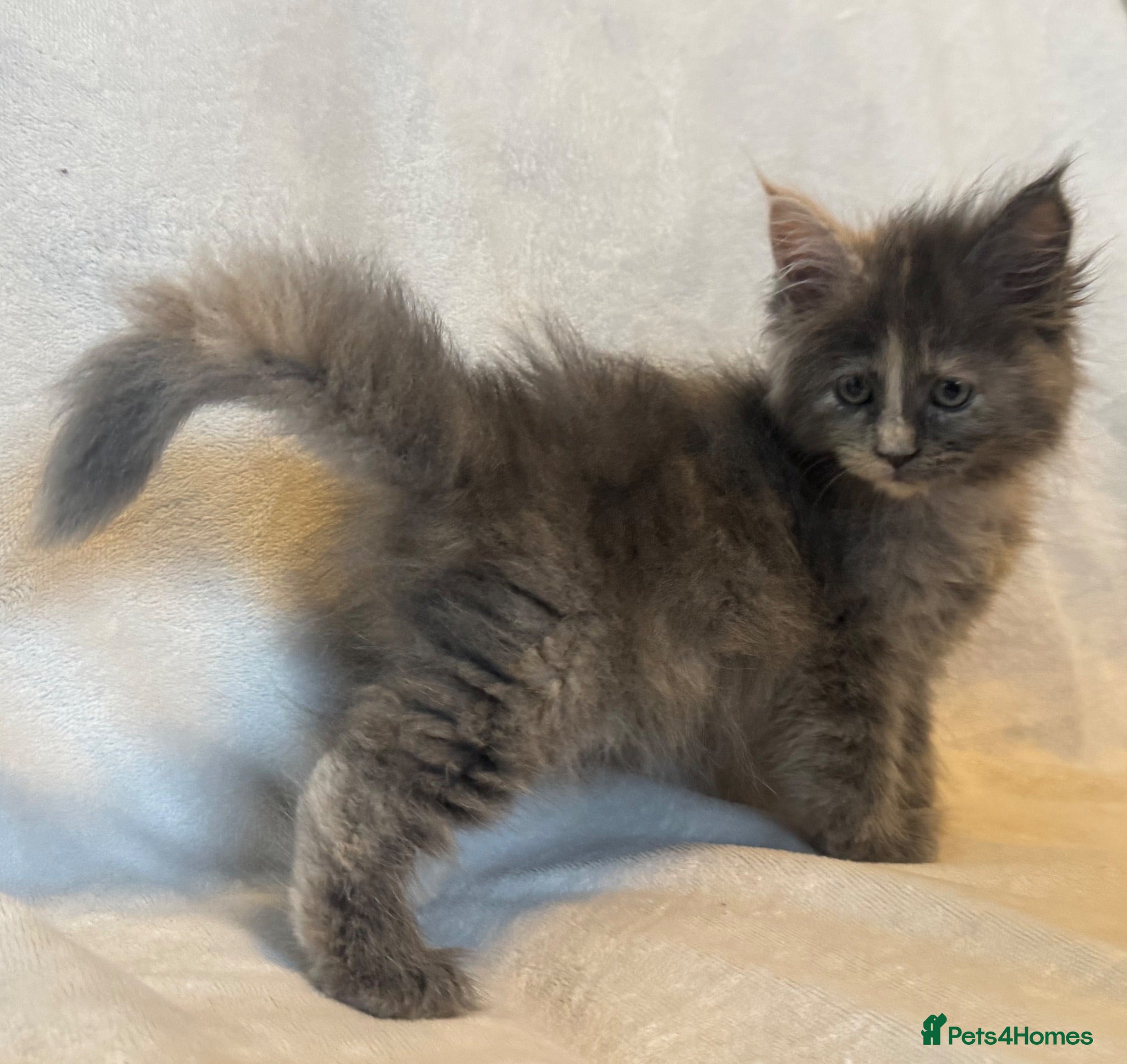 Maine Coon cats Stunning TICA Maine Coon Kittens active possible  - Advert 2