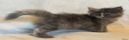 Maine Coon cats for sale: Stunning TICA Maine Coon Kittens active possible  - Advert 2