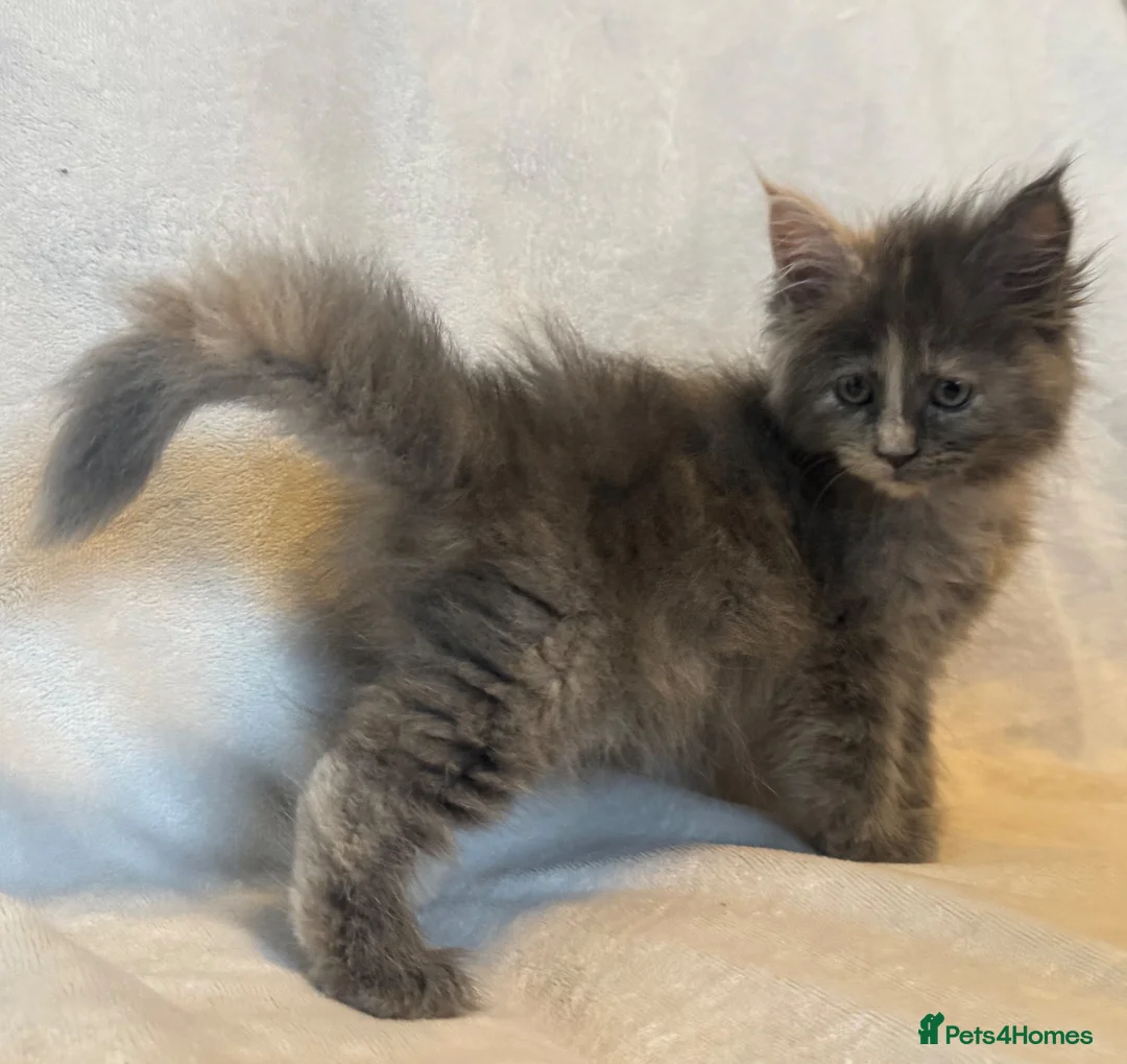 Maine Coon cats for sale: Stunning TICA Maine Coon Kittens active possible  - Advert 2
