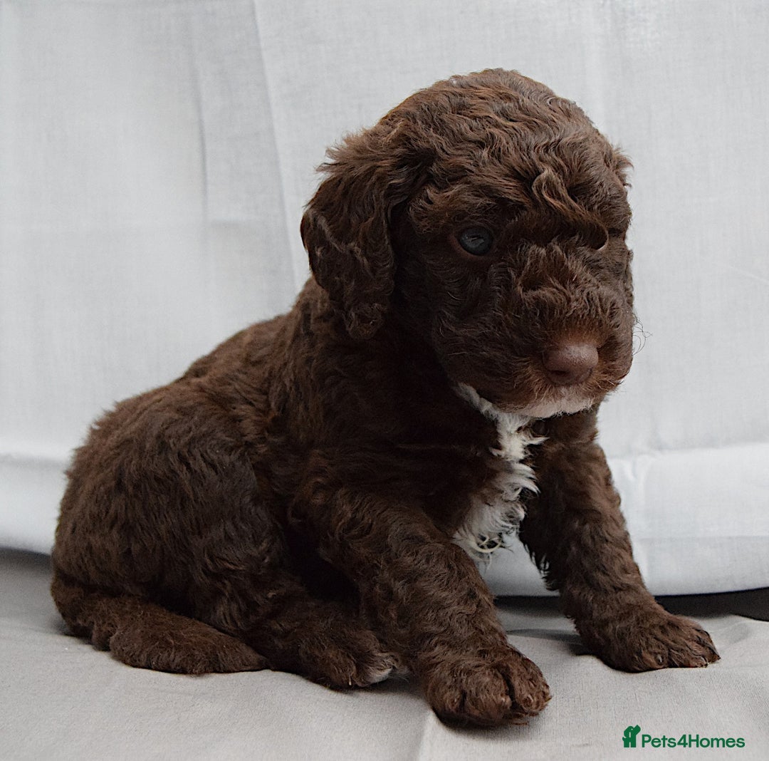Double Doodle dogs for sale: Stunning litter standard golden doodles - Image 5