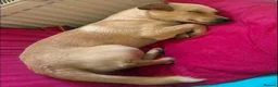 Mixed Breed dogs for adoption: Meet Casper, currently residing in Kent in Canterbury - Advert 4