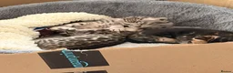 Bengal cats for sale: Bengal kittens for sale  - Advert 4