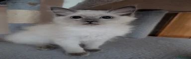 Ragdoll 4