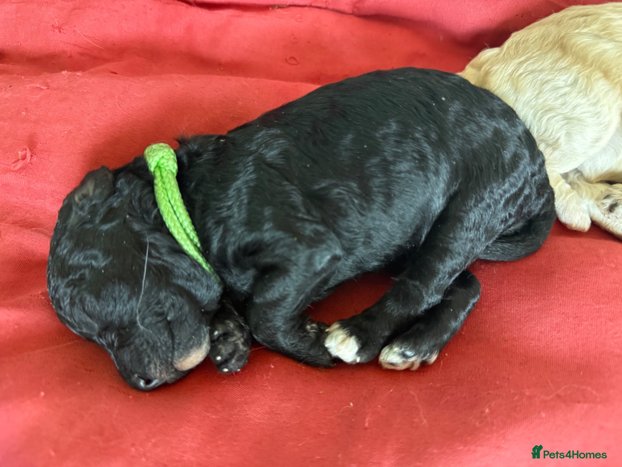 Mixed Breed dogs Adorable Toy Poodle x Miniature Puppies - Advert 4