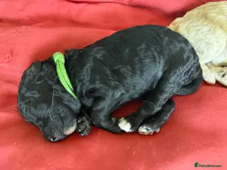 Mixed Breed dogs Adorable Toy Poodle x Miniature Puppies - Advert 4