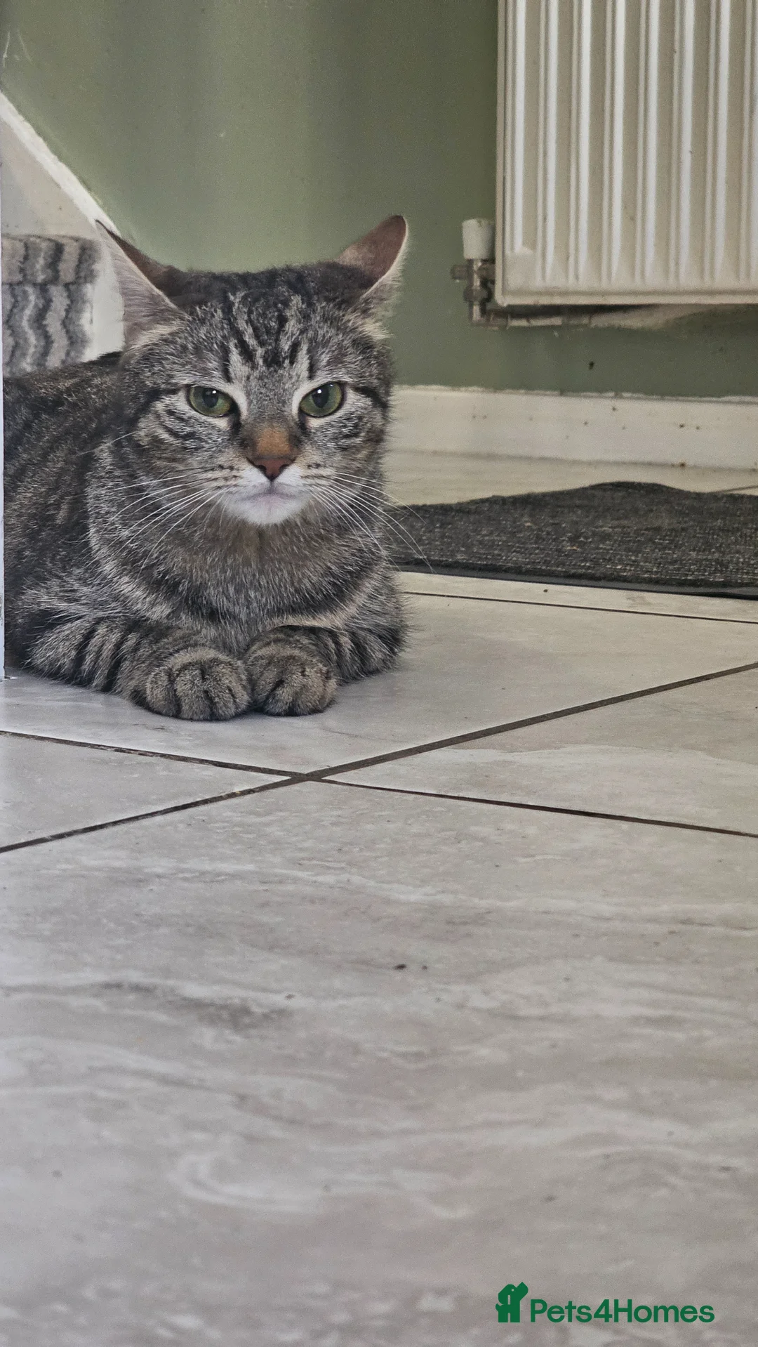 Mixed Breed cats for sale: Beautiful tabby - Advert 3