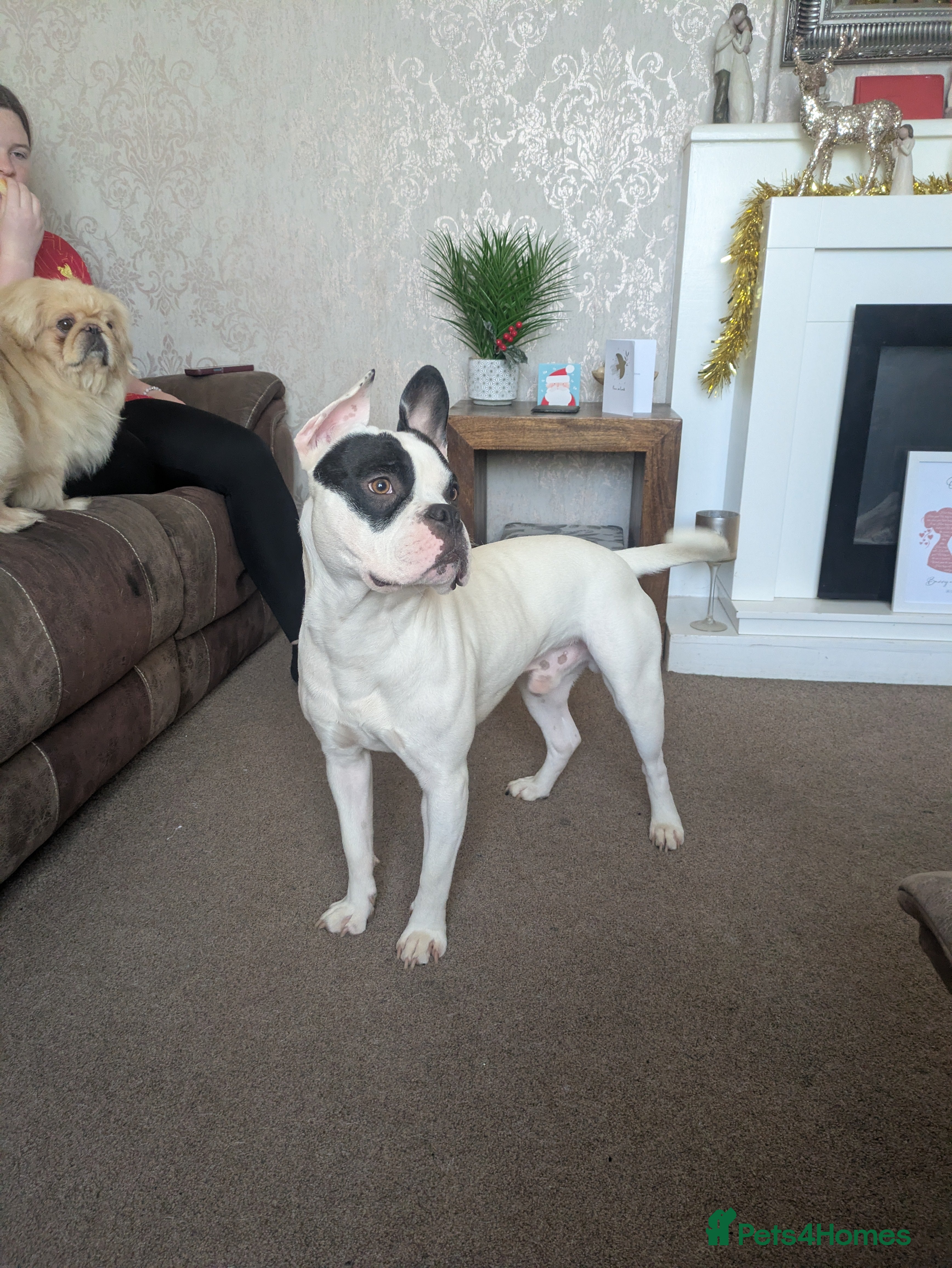 Mixed Breed dogs American french bulldog  - Advert 1