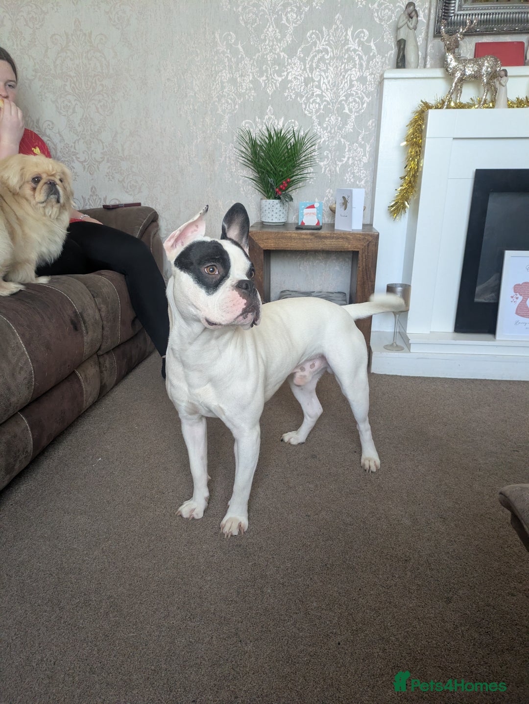 Mixed Breed dogs for sale: American french bulldog  - Advert 1