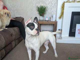 Mixed Breed dogs American french bulldog - Advert 1