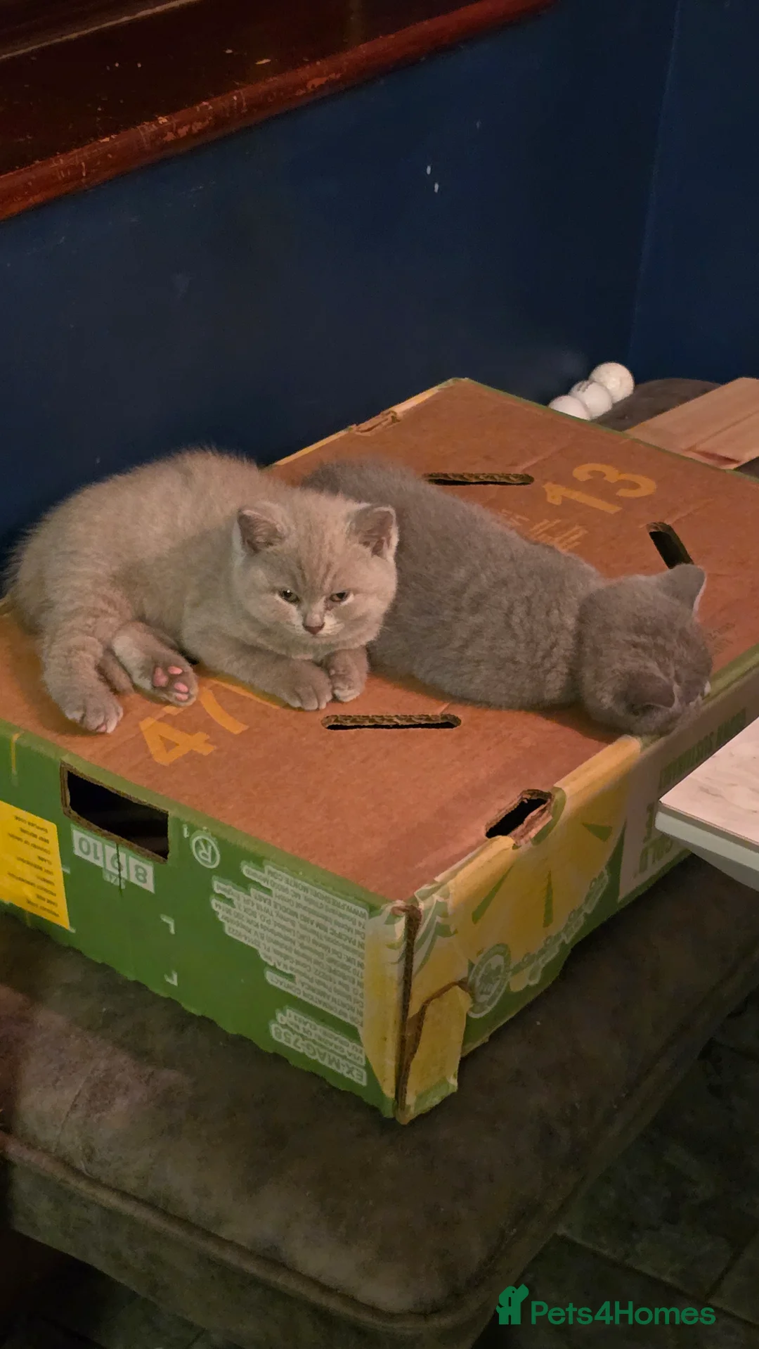 British Shorthair cats for sale: 6 british short hair ready to go  - Advert 3