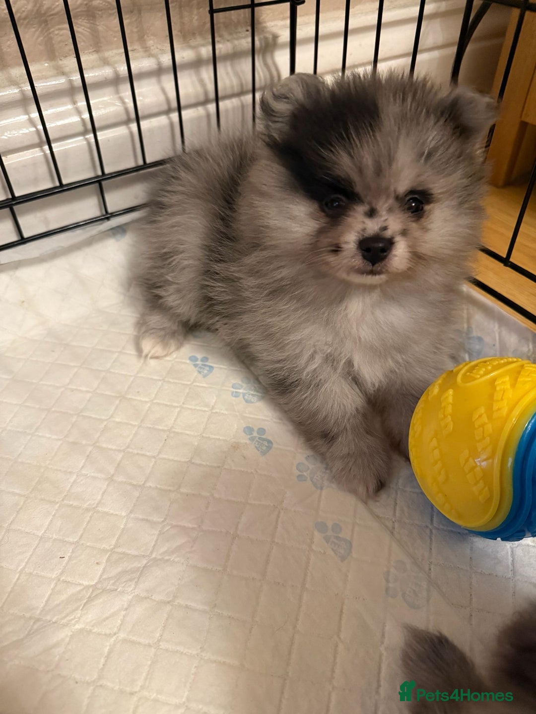 Pomeranian dogs for sale: Pom Puppies - Advert 4