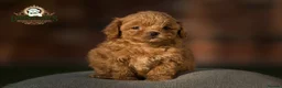 Shihpoo dogs for sale: ✨Rare Little Beauty from Donna Jays CelebrityK9s✨ - Advert 4