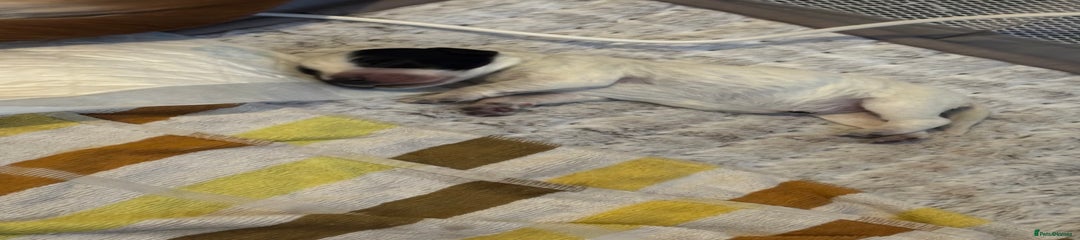 Cocker Spaniel Puppy 2