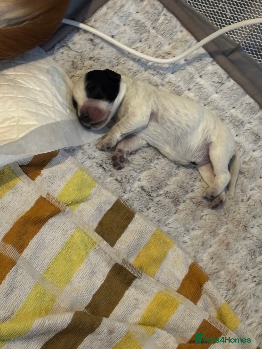 Cocker Spaniel dogs for sale: Cockers for sale  - Advert 12