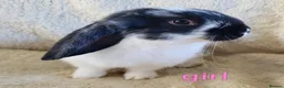 Mixed Breed rabbits for sale: French lop x mini lop - Advert 3