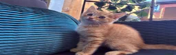 Mixed Breed cats for sale: READY NOW Bengal x kittens  - Advert 19