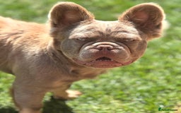 French Bulldog dogs for sale: Isabella & Tan fluffy French bulldoy - Image 4